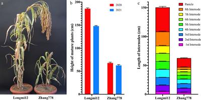 Identification and fine-mapping of a major QTL (PH1.1) conferring plant height in broomcorn millet (Panicum miliaceum)